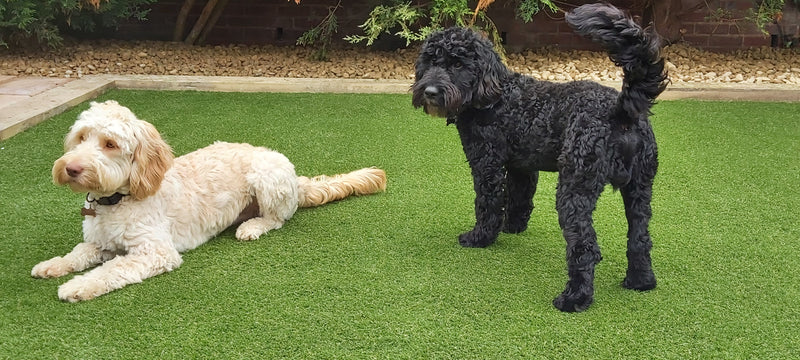 2 dogs standing and lying on new turf