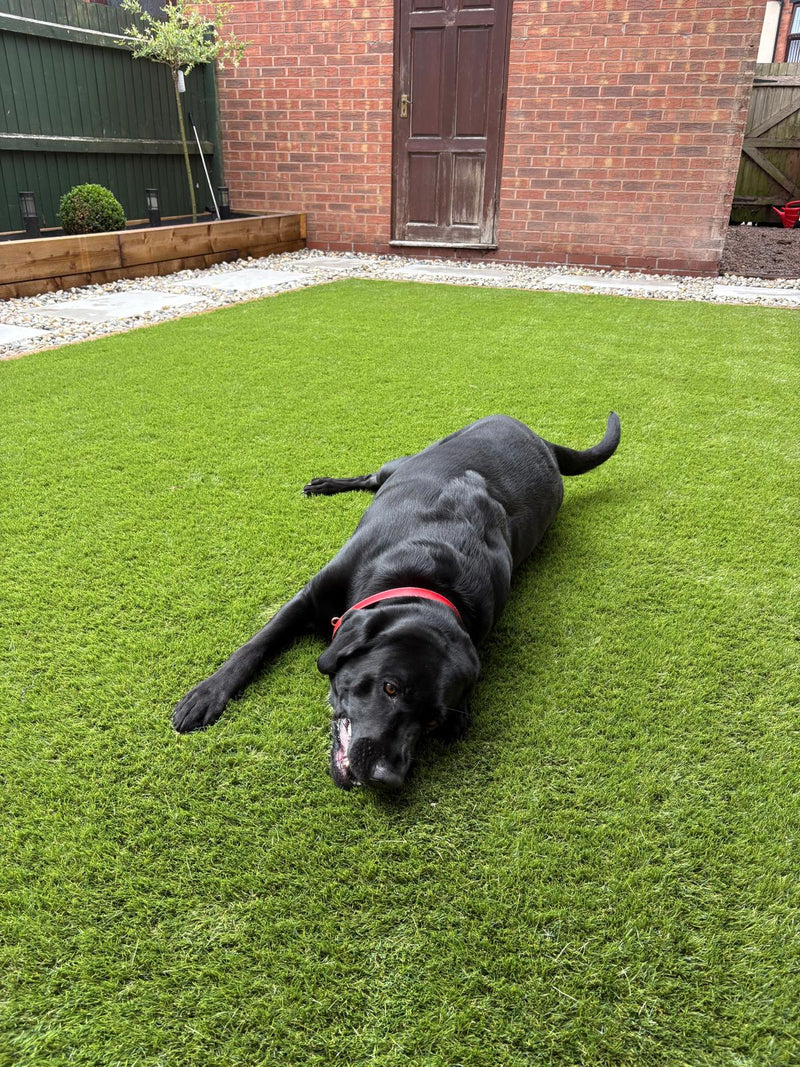 A black Labrador laying on artificial grass